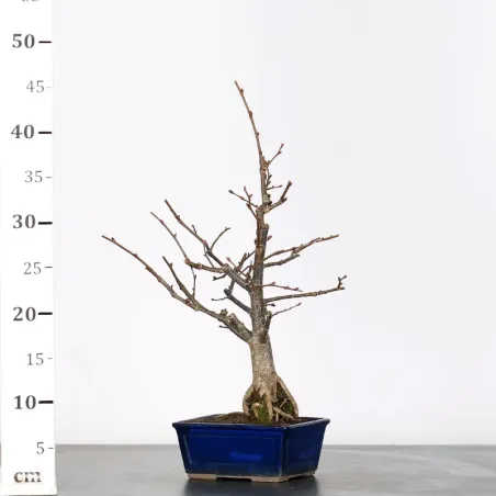 image supplémentaire - BONSAI LINDEN "TILIA" 2-3