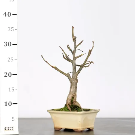 image supplémentaire - BONSAI LINDEN "TILIA" 2-4