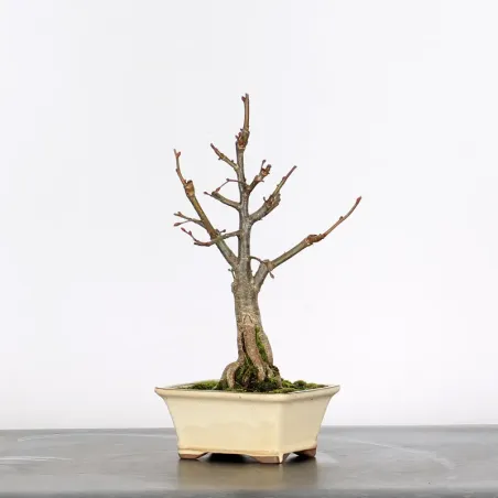 BONSAI LINDEN "TILIA" 2-4