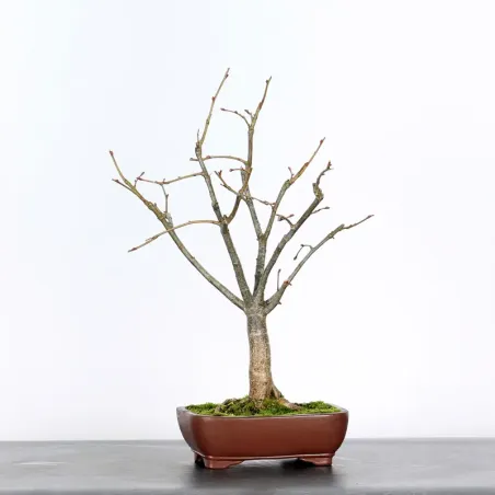 BONSAI TILLEUL "TILIA" 2-5