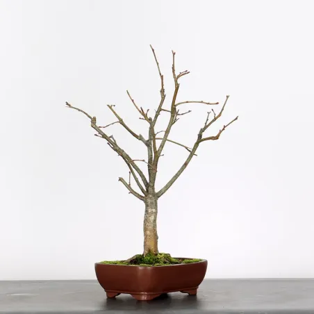 image supplémentaire - BONSAI TILLEUL "TILIA" 2-5