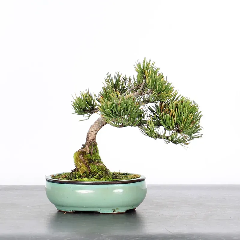 Mugo Bonsai Pine PM-1-1