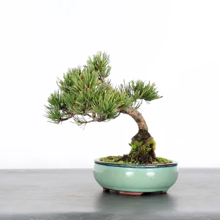 image supplémentaire - BONSAI PINUS MUGO 1-1