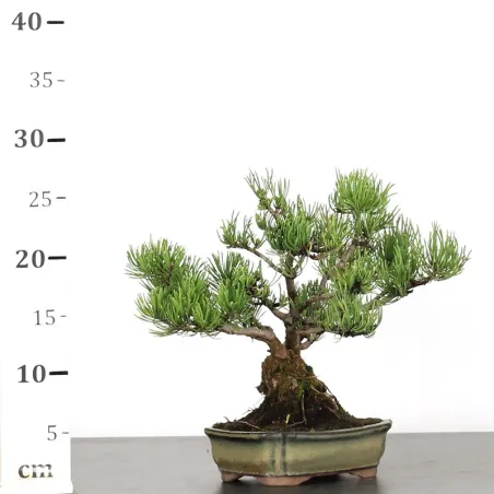 image supplémentaire - BONSAI PINUS MUGO 1-2