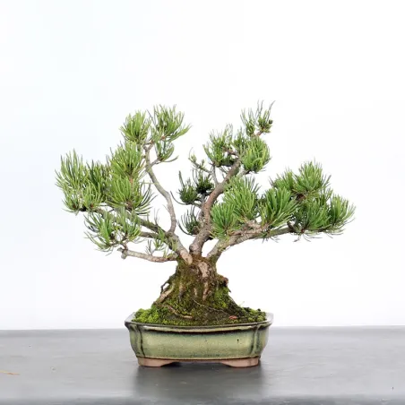 Mugo Bonsai Pine PM-1-2