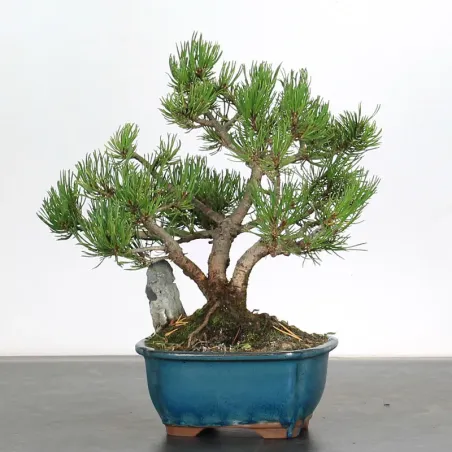 Mugo Bonsai Pine PM-1-3