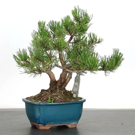 image supplémentaire - BONSAI PINUS MUGO 1-3