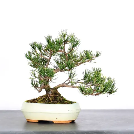 BONSAI PINUS MUGO 1-4