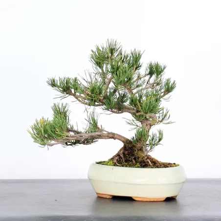 image supplémentaire - BONSAI PINUS MUGO 1-4