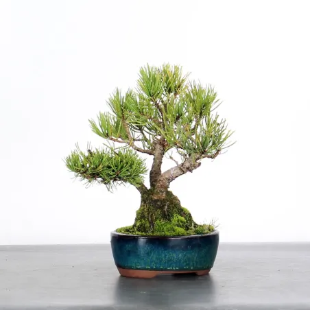 Mugo Bonsai Pine PM-1-5