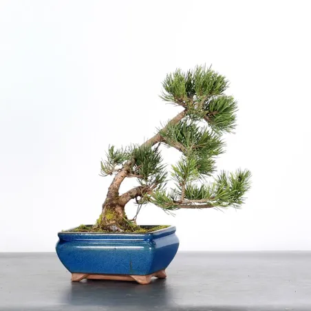 Mugo Bonsai Pine PM-1-6