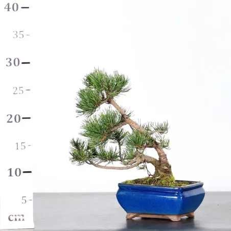 image supplémentaire - BONSAI PINUS MUGO 1-6