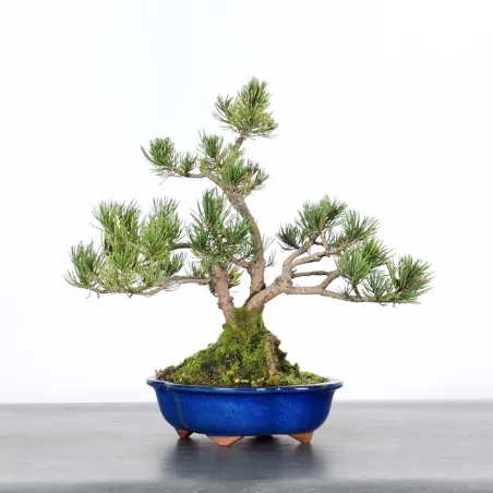 image supplémentaire - BONSAI PINUS MUGO 1-7