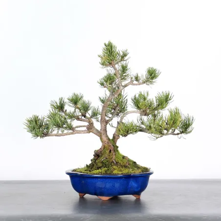 Mugo Bonsai Pine PM-1-7