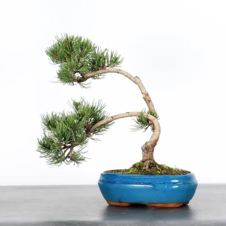 Mugo Bonsai Pine PM-1-8