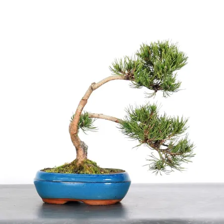 image supplémentaire - BONSAI PINUS MUGO 1-8