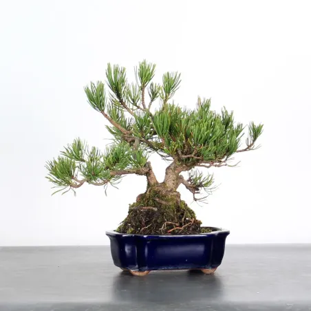 Mugo Bonsai Pine PM-1-9