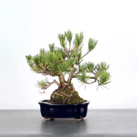 image supplémentaire - BONSAI PINUS MUGO 1-9