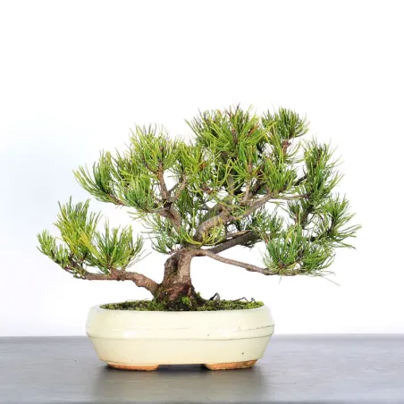 image supplémentaire - BONSAI PINUS MUGO 1-10