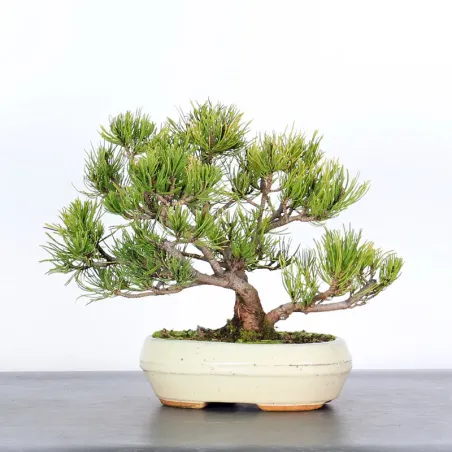 Mugo Bonsai Pine PM-1-10