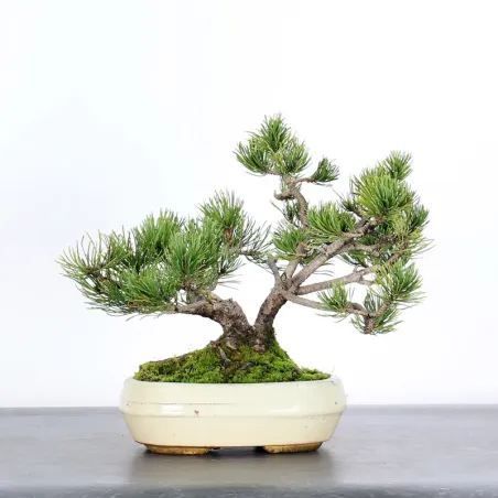 Mugo Bonsai Pine PM-1-11