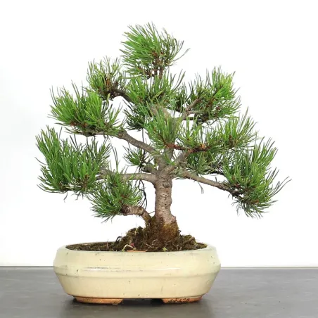 image supplémentaire - BONSAI PINUS MUGO 1-13