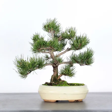 Mugo Bonsai Pine PM-1-13