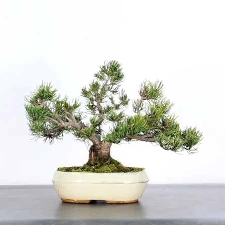 Mugo Bonsai Pine PM-1-14