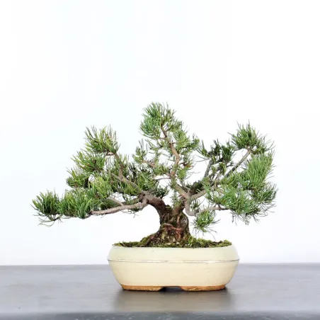 image supplémentaire - BONSAI PINUS MUGO 1-14