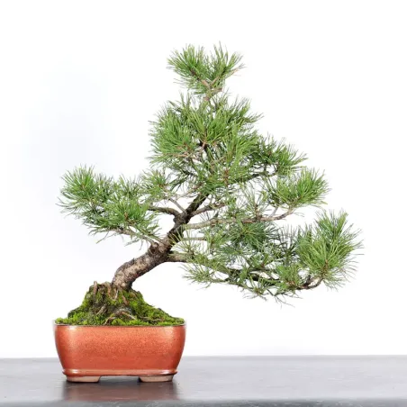 Pin mugo bonsai PM-1-15