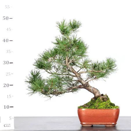 image supplémentaire - BONSAI PINUS MUGO 1-15