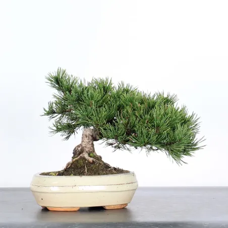 BONSAI PINUS MUGO 1-16