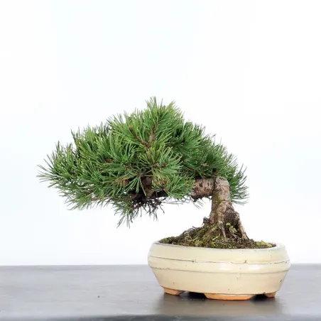 image supplémentaire - BONSAI PINUS MUGO 1-16