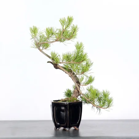 BONSAI PINUS MUGO 1-17