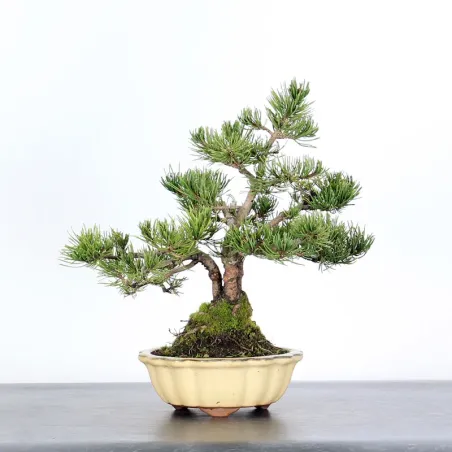 image supplémentaire - BONSAI PINUS MUGO 1-18