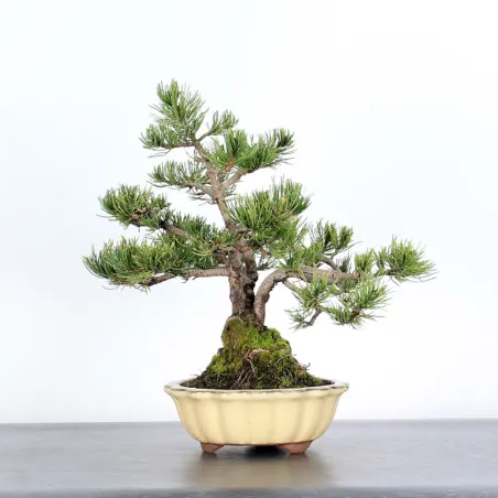 BONSAI PINUS MUGO 1-18