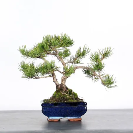 BONSAI PINUS MUGO 1-19