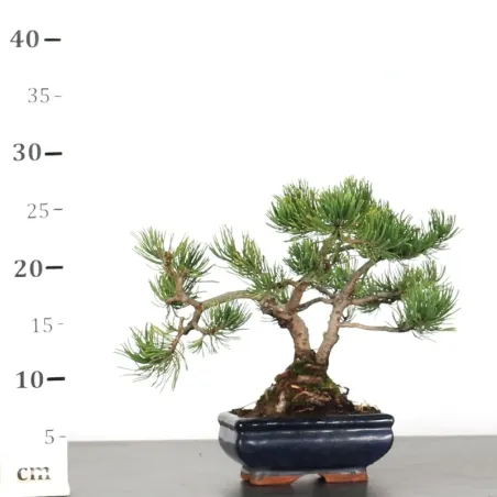 image supplémentaire - BONSAI PINUS MUGO 1-19