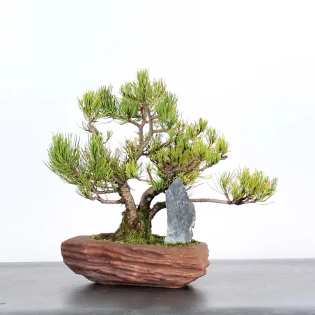 BONSAI PINUS MUGO 1-20