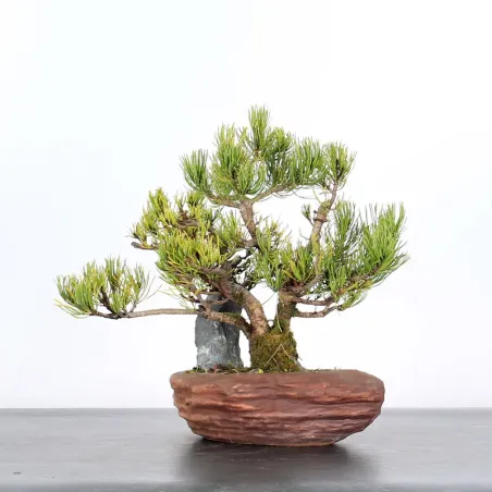 image supplémentaire - BONSAI PINUS MUGO 1-20