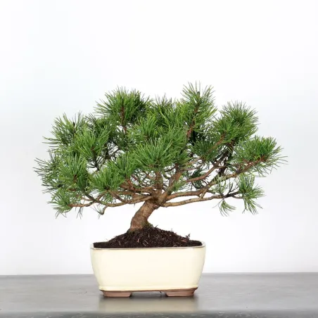 Pin mugo bonsai PM-2-1