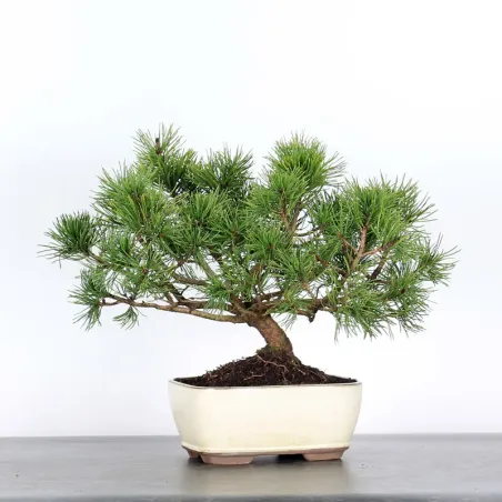 image supplémentaire - BONSAI PINUS MUGO 2-1