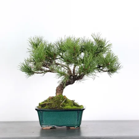 Mugo Bonsai Pine PM-2-3