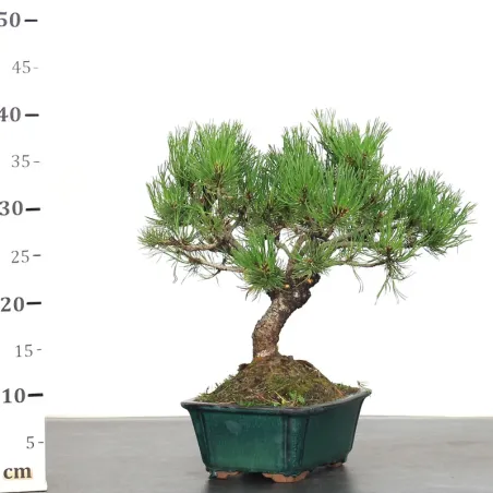 image supplémentaire - BONSAI PINUS MUGO 2-3