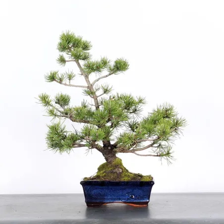 Pin mugo bonsai PM-2-4