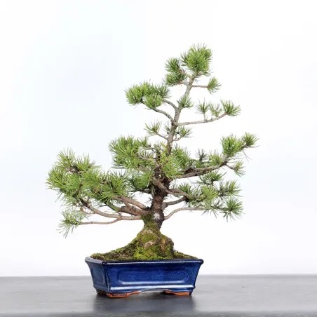 image supplémentaire - BONSAI PINUS MUGO 2-4