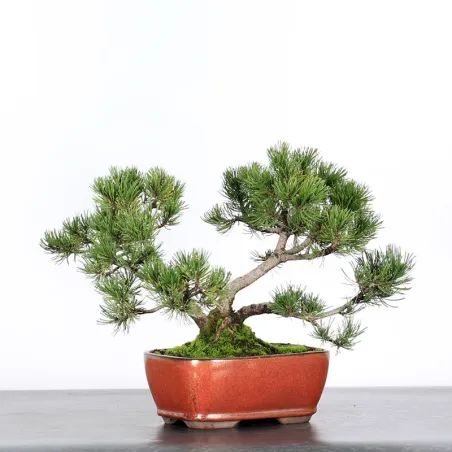 Mugo Bonsai Pine PM-2-7