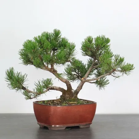 image supplémentaire - BONSAI PINUS MUGO 2-7