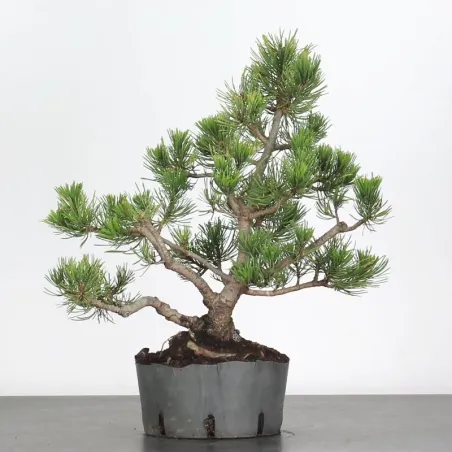 image supplémentaire - BONSAI PINUS MUGO 2-9