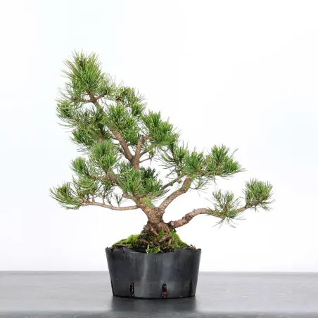 Mugo Bonsai Pine PM-2-9